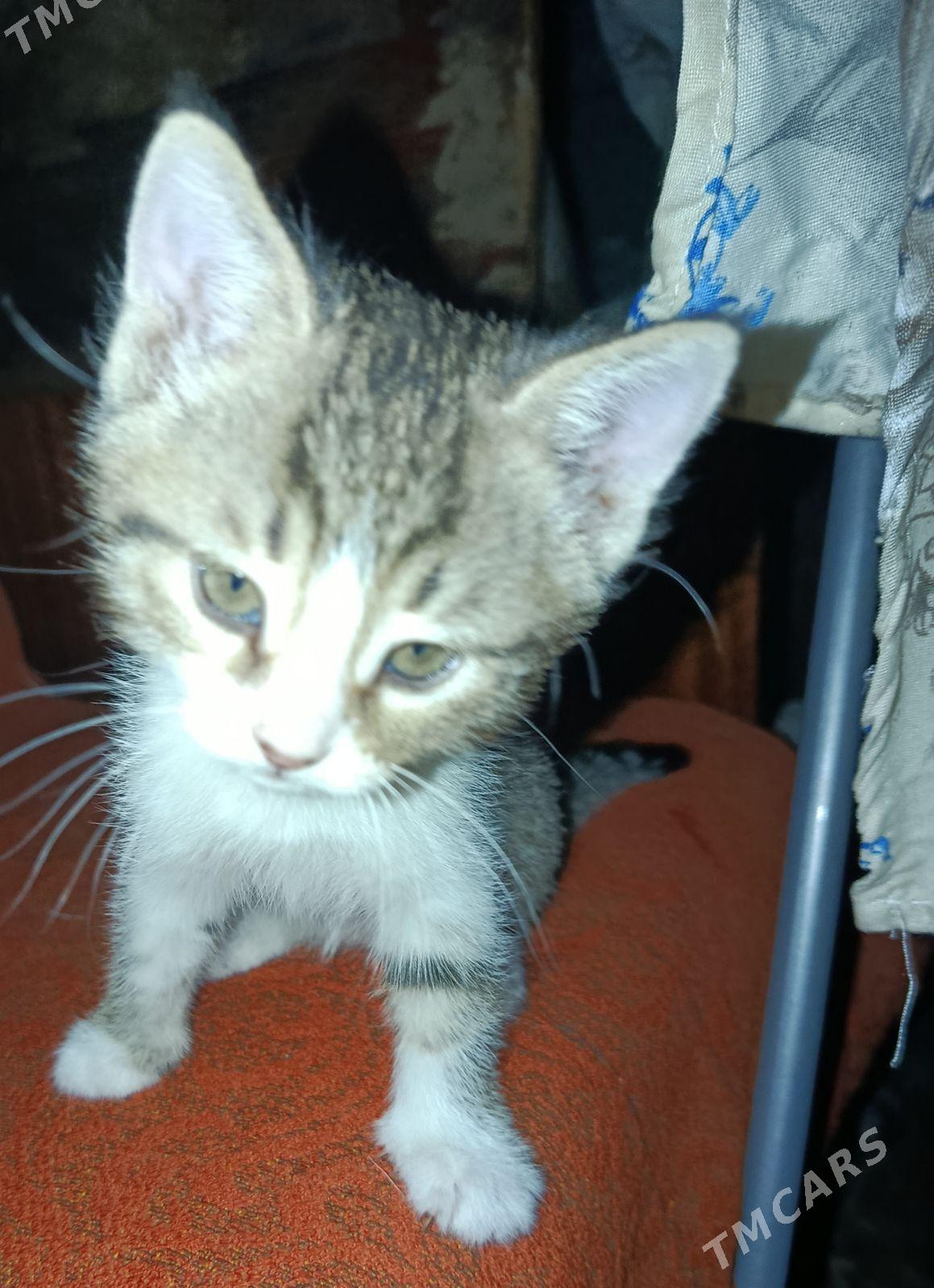 Котята - 4 mkr - img 3