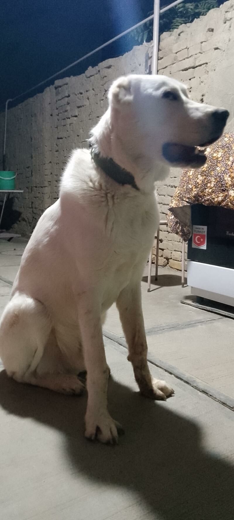 türkmen alabay - Мары - img 2