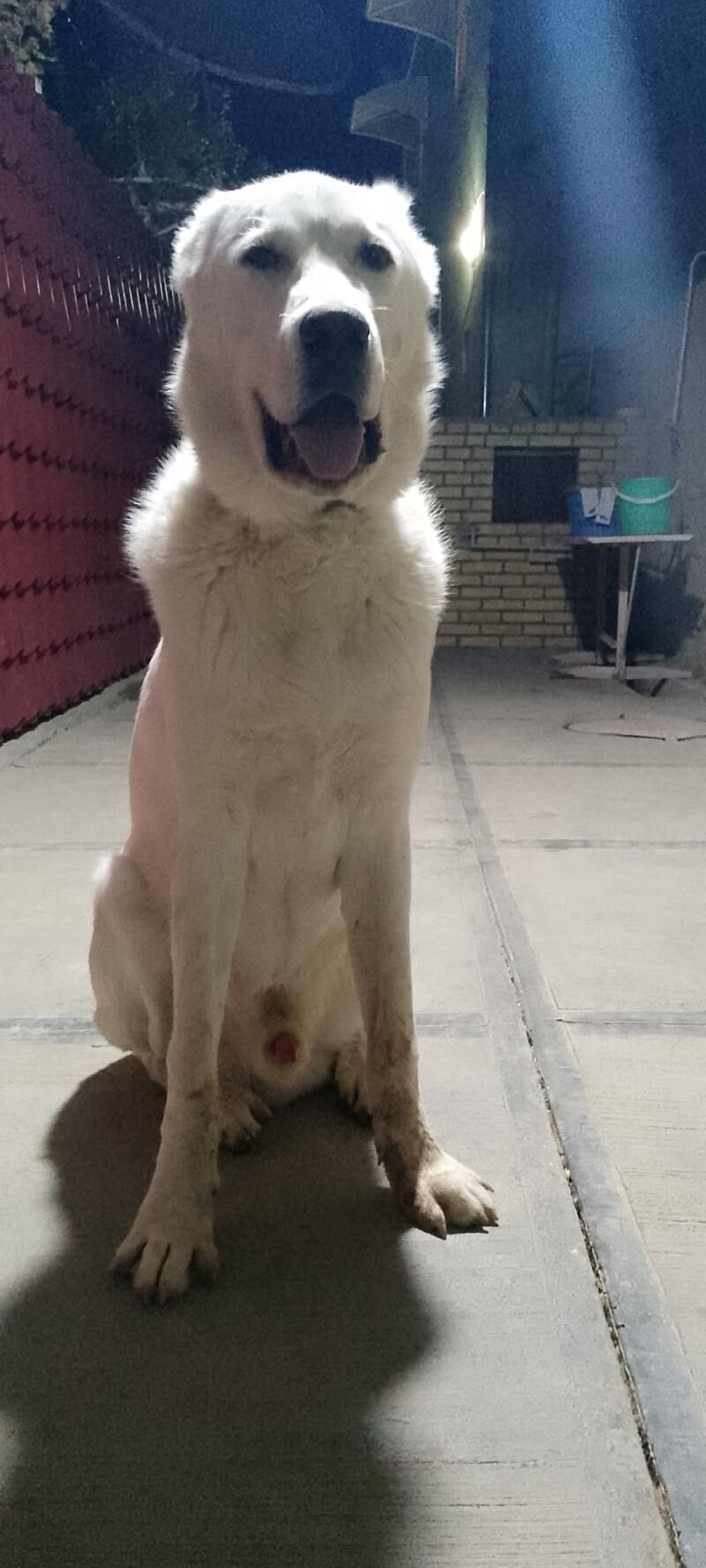 türkmen alabay - Мары - img 3