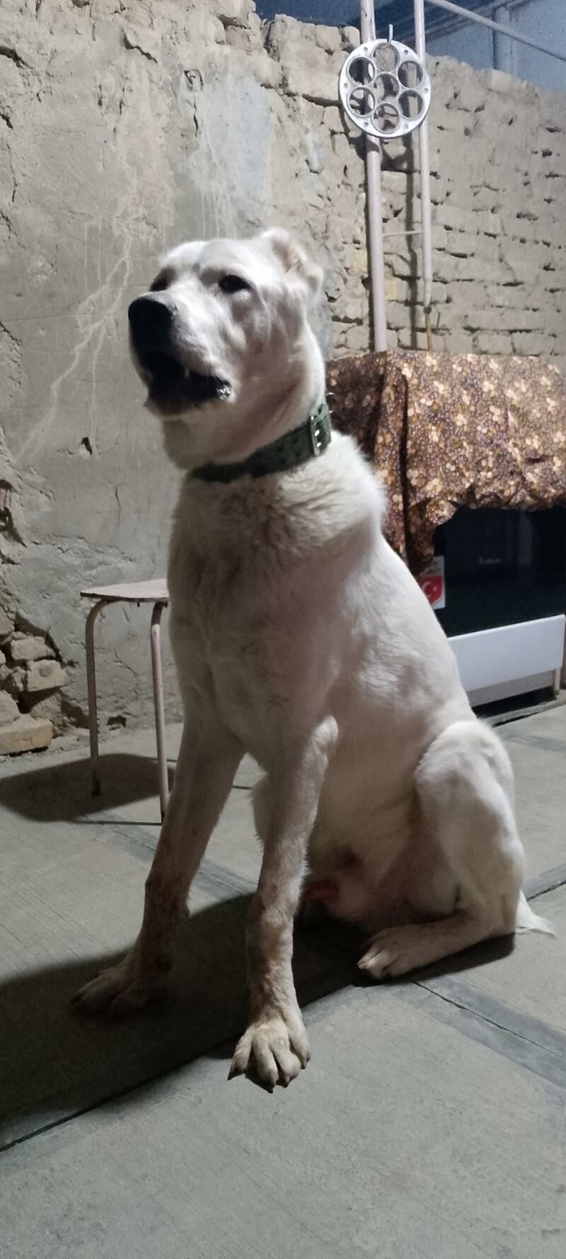 türkmen alabay - Мары - img 7