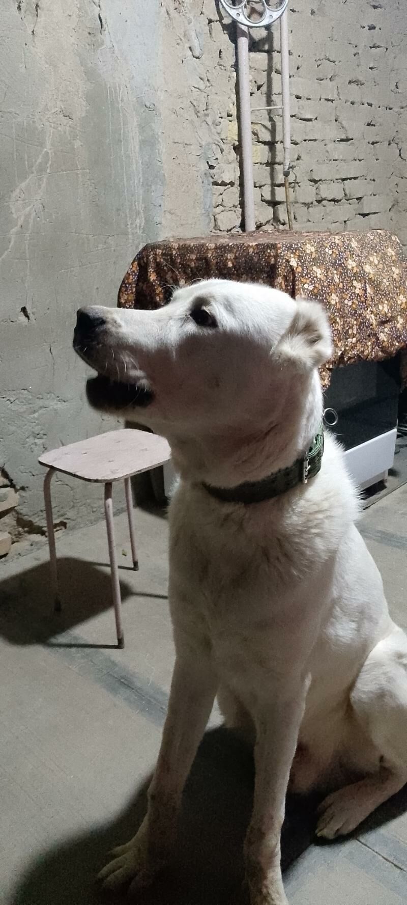 türkmen alabay - Мары - img 5