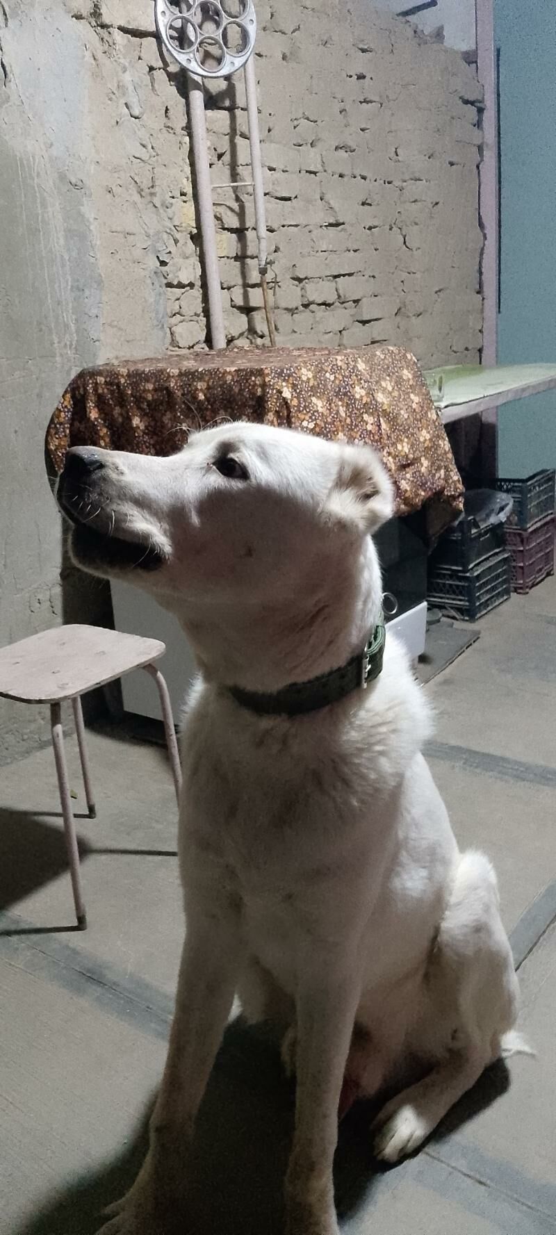 türkmen alabay - Мары - img 4