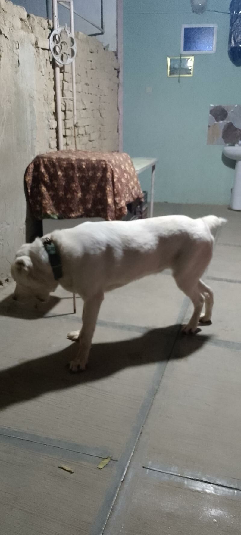 türkmen alabay - Мары - img 8