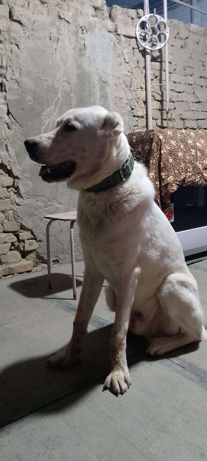 türkmen alabay - Мары - img 9