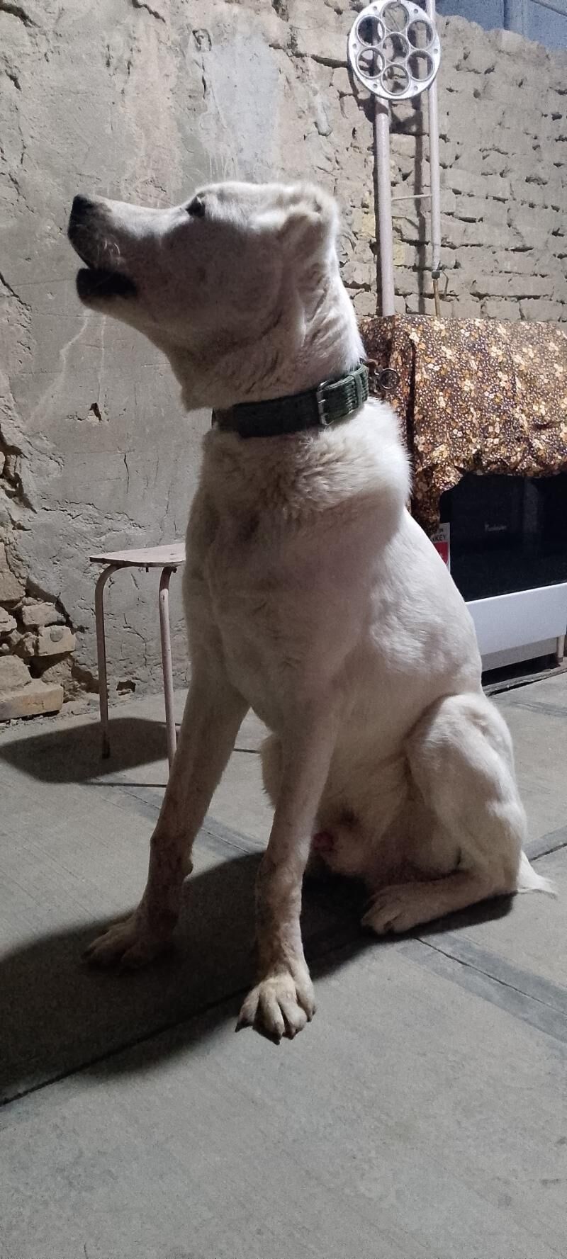 türkmen alabay - Мары - img 6