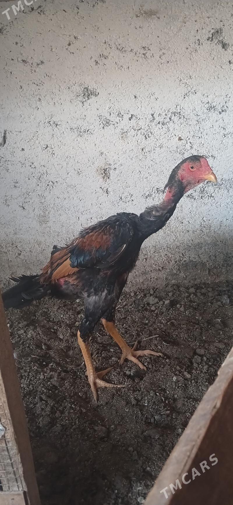 HOROZ - Çoganly - img 2