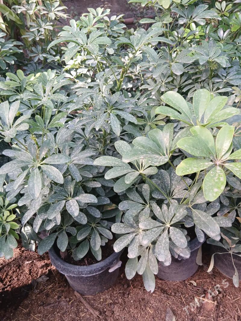 Satlyk Dekoratiw şeflera - Türkmenabat - img 2