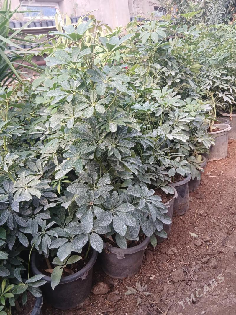 Satlyk Dekoratiw şeflera - Türkmenabat - img 5