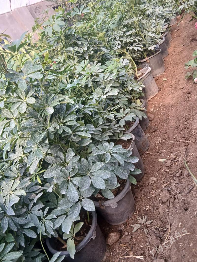 Satlyk Dekoratiw şeflera - Türkmenabat - img 4