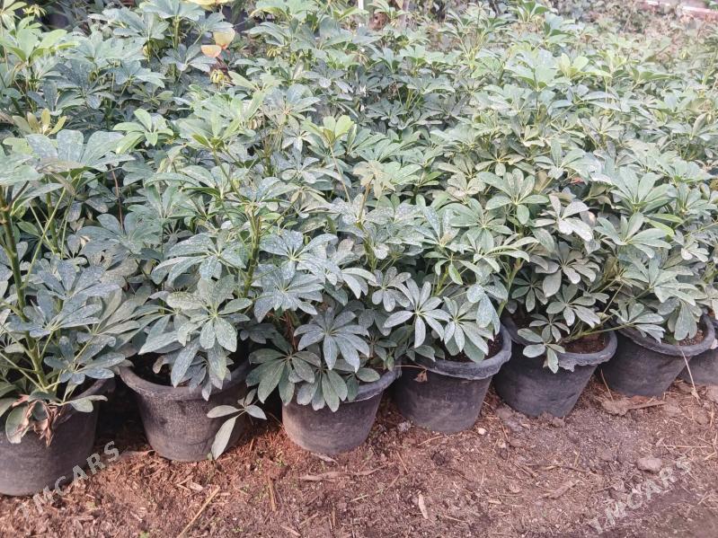 Satlyk Dekoratiw şeflera - Türkmenabat - img 3