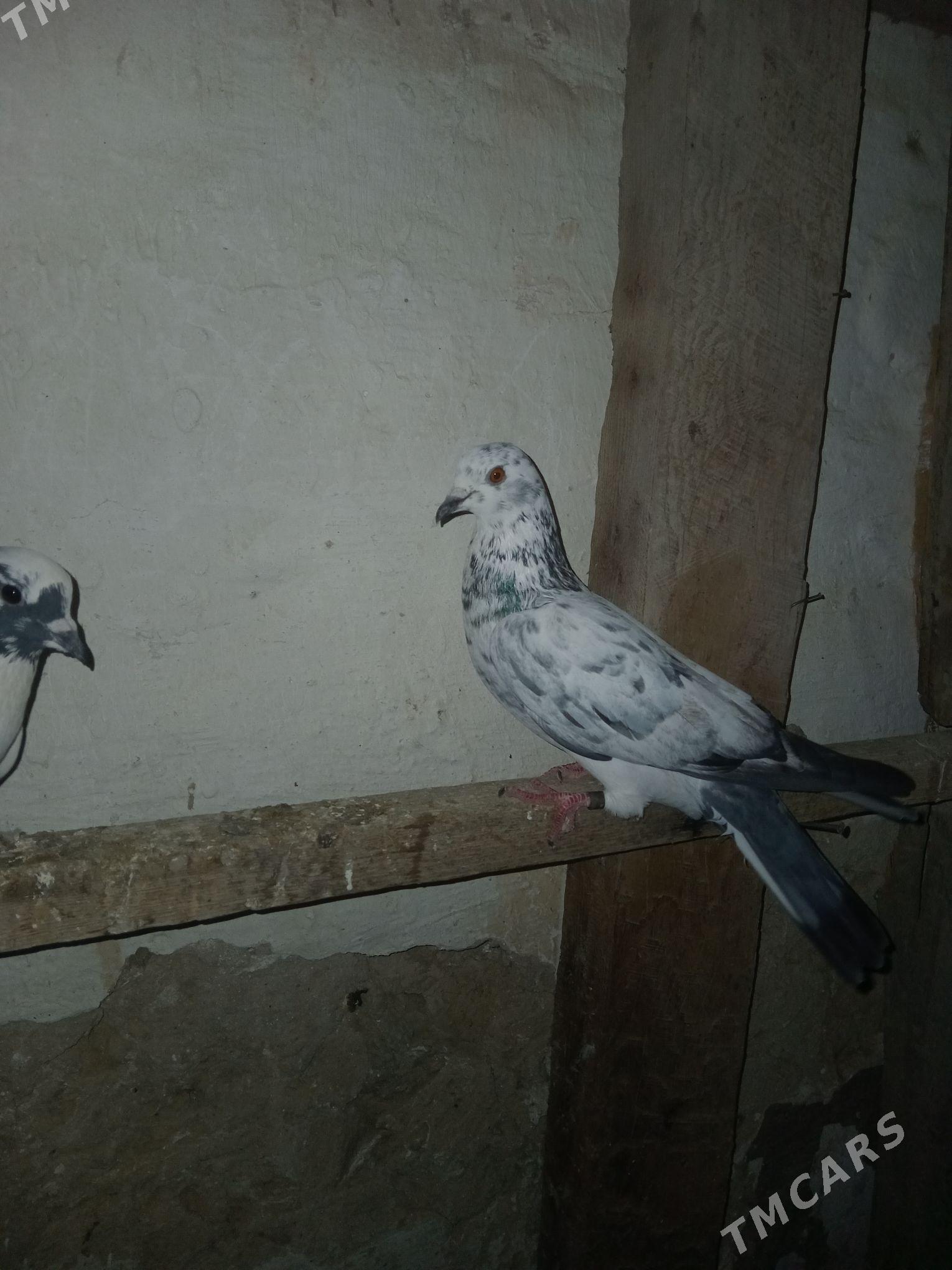 kepderi - Гызыларбат - img 1