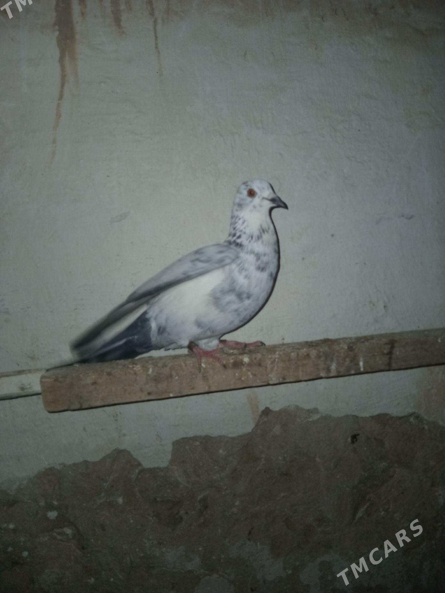 kepderi - Гызыларбат - img 3