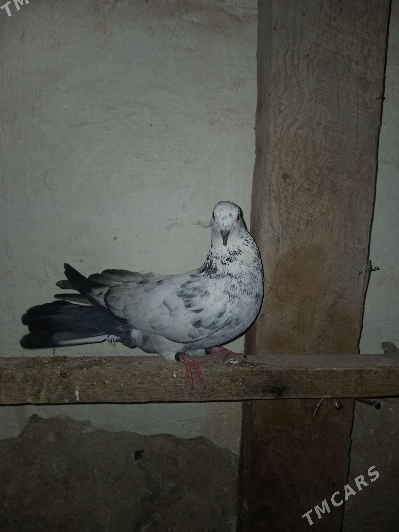 kepderi - Гызыларбат - img 2