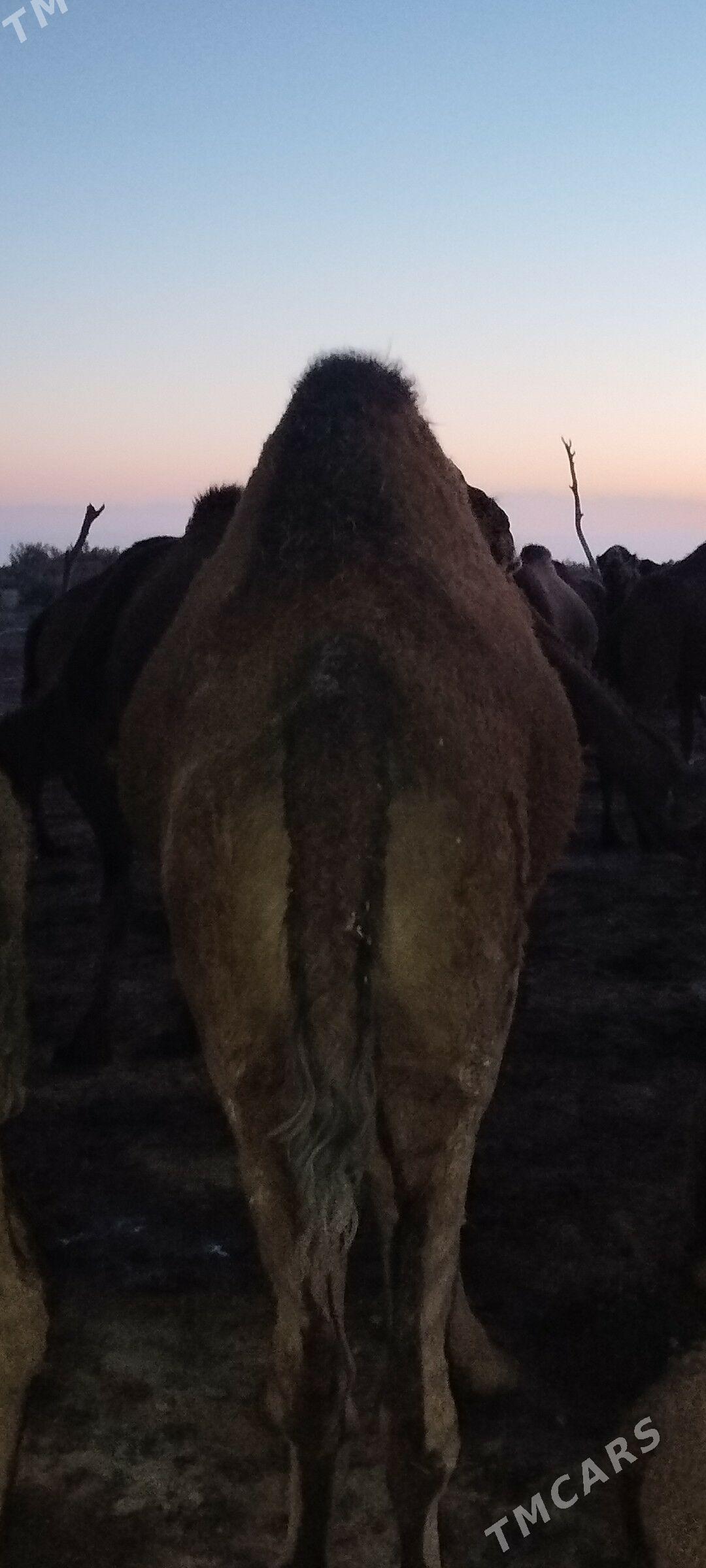 Gysyr düýe - Теджен - img 2