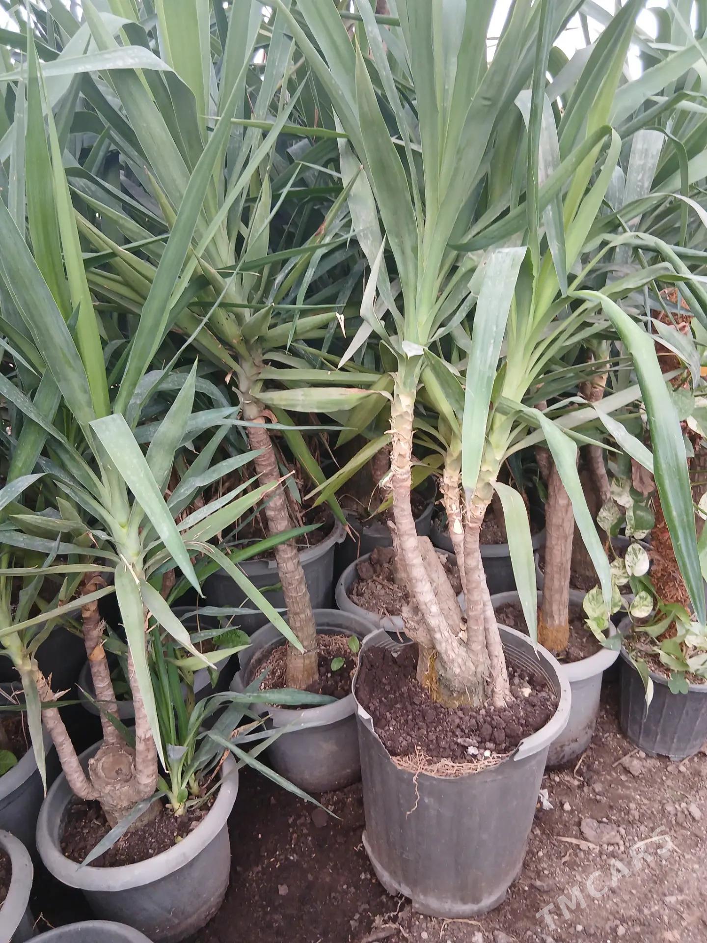 Satlyk Kaliforniýa bezeg agajy - Türkmenabat - img 3