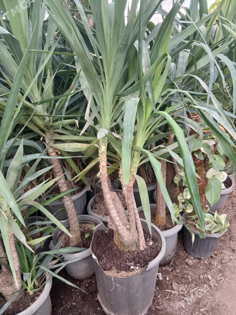 Satlyk Kaliforniýa bezeg agajy - Türkmenabat - img 4