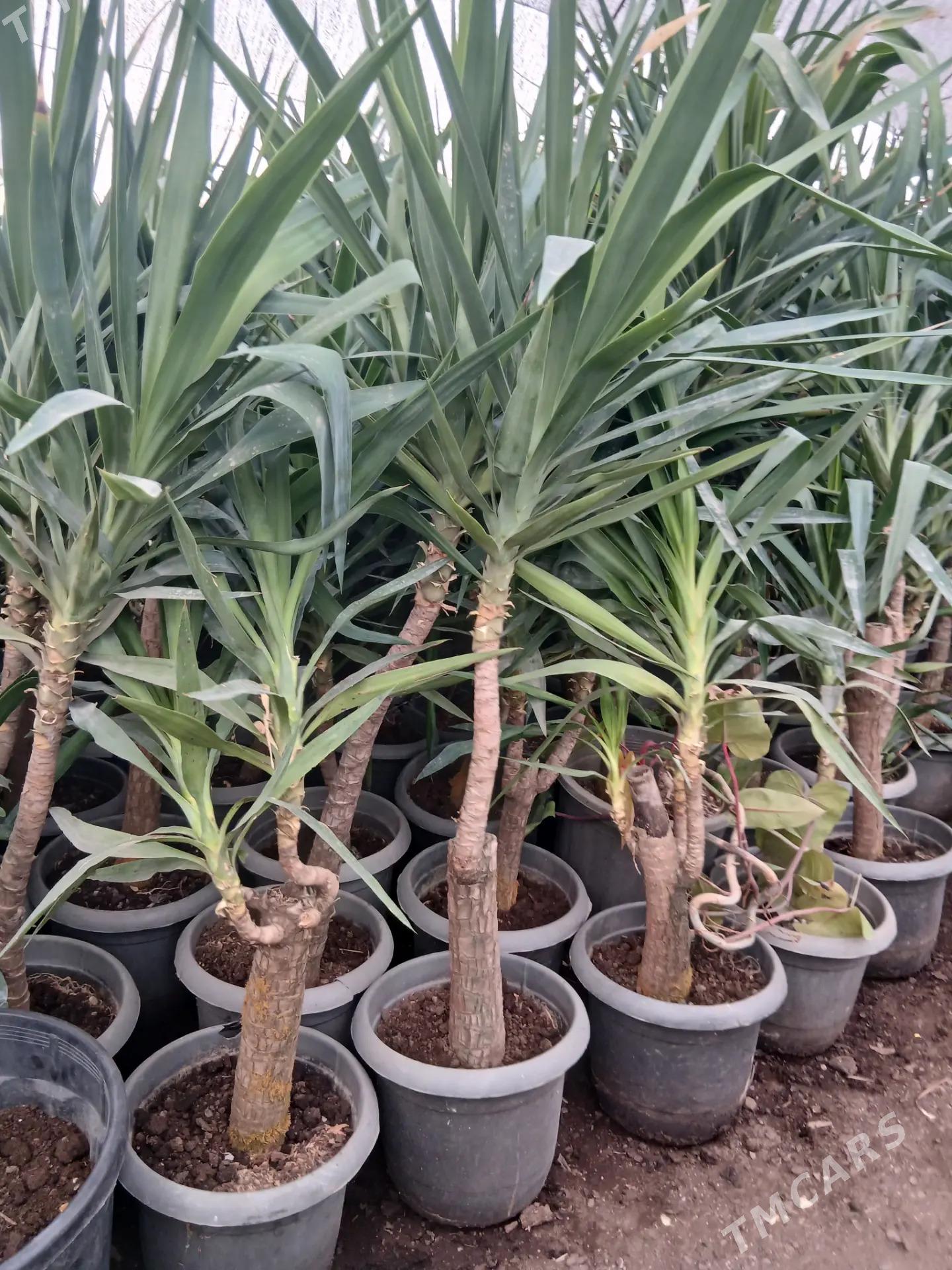 Satlyk Kaliforniýa bezeg agajy - Türkmenabat - img 2