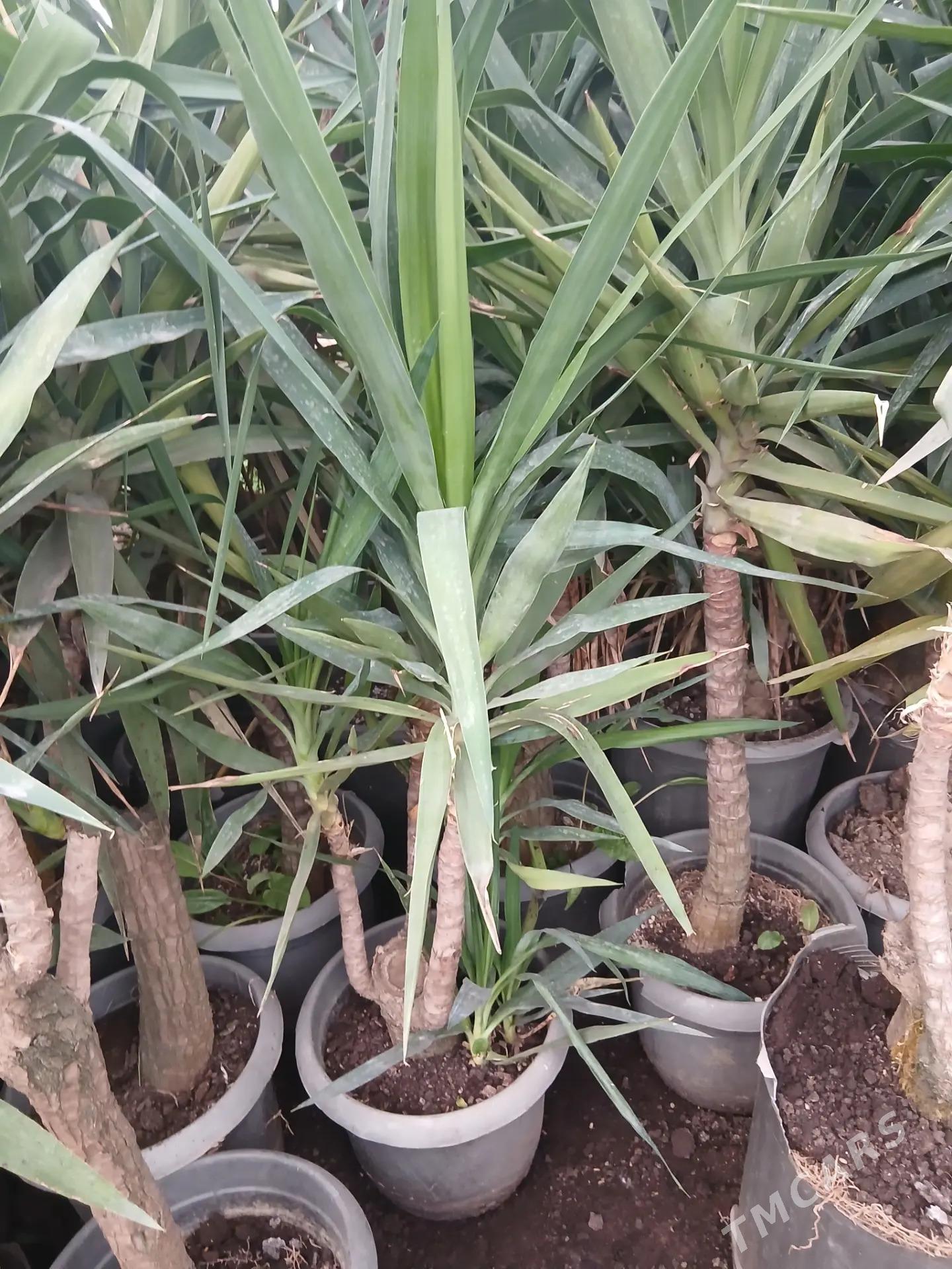 Satlyk Kaliforniýa bezeg agajy - Türkmenabat - img 5