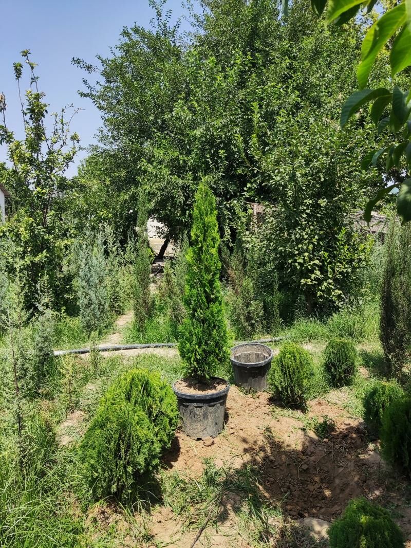 Tuya Yolka Ёлка - Ашхабад - img 3