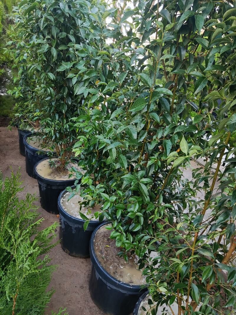 Bruçina Бручина - Aşgabat - img 1