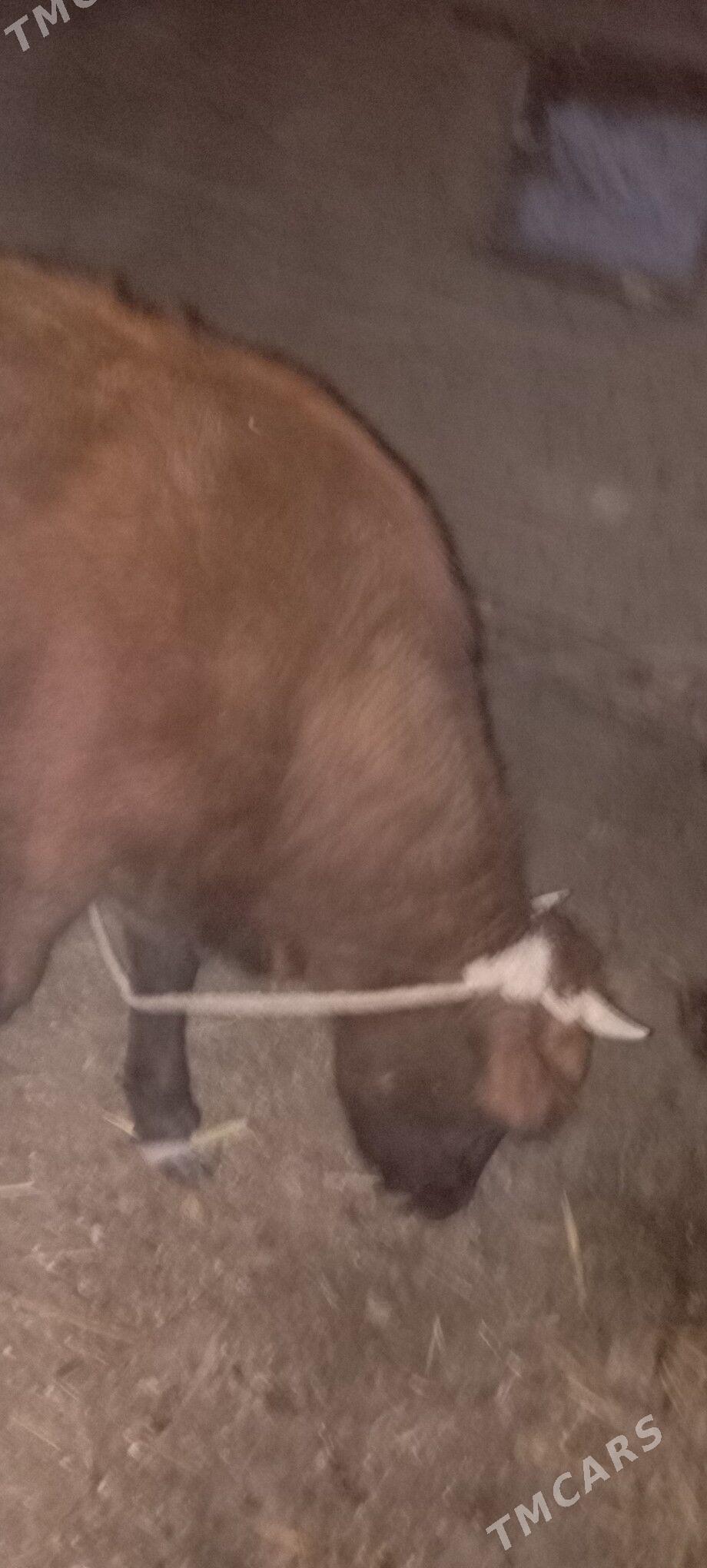 okuz - Boldumsaz - img 3