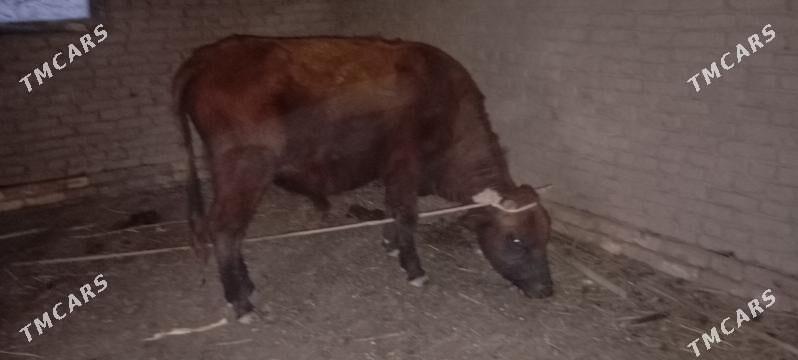 okuz - Boldumsaz - img 2