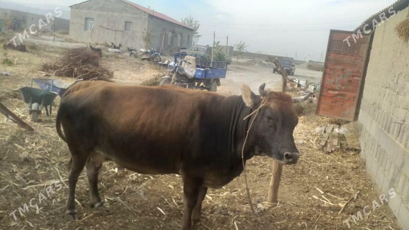 Sygyr - Bäherden - img 3