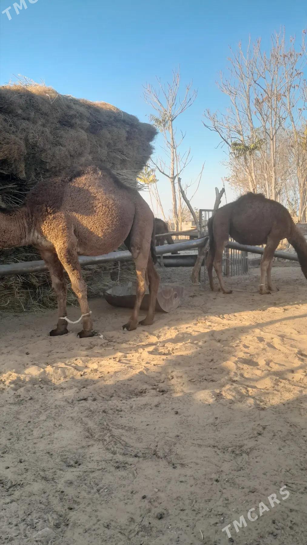 owsuk - Бедев - img 2