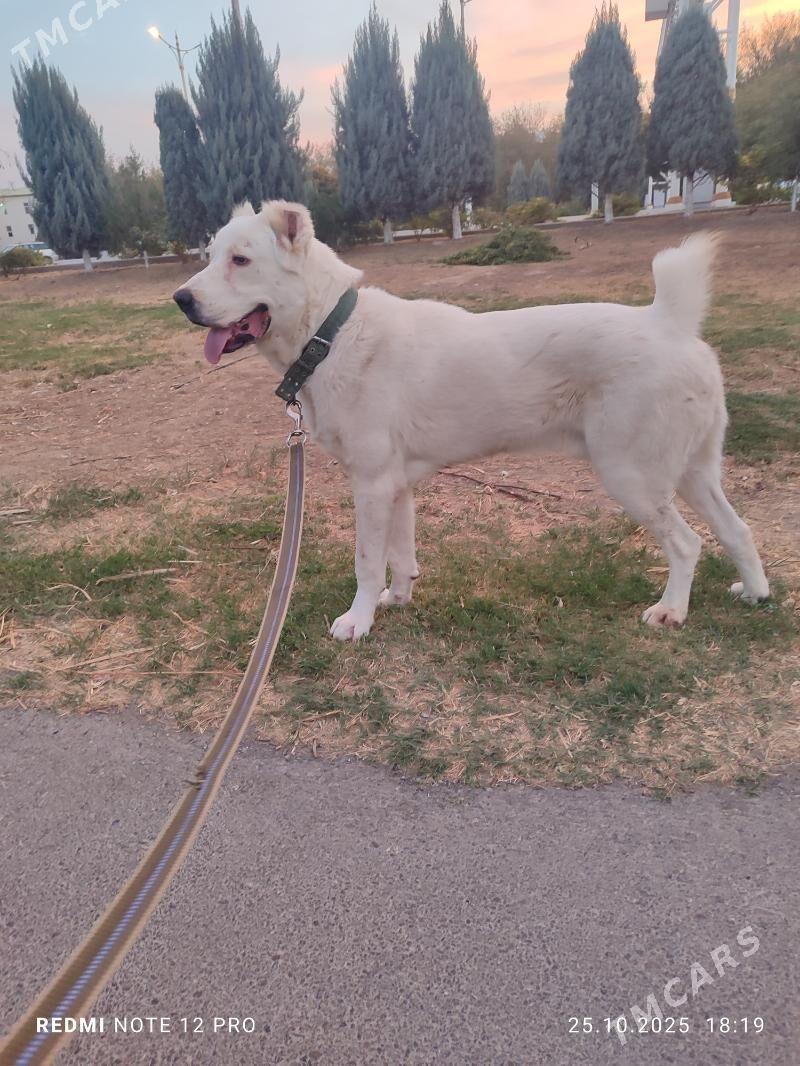 Alabay - Ашхабад - img 2