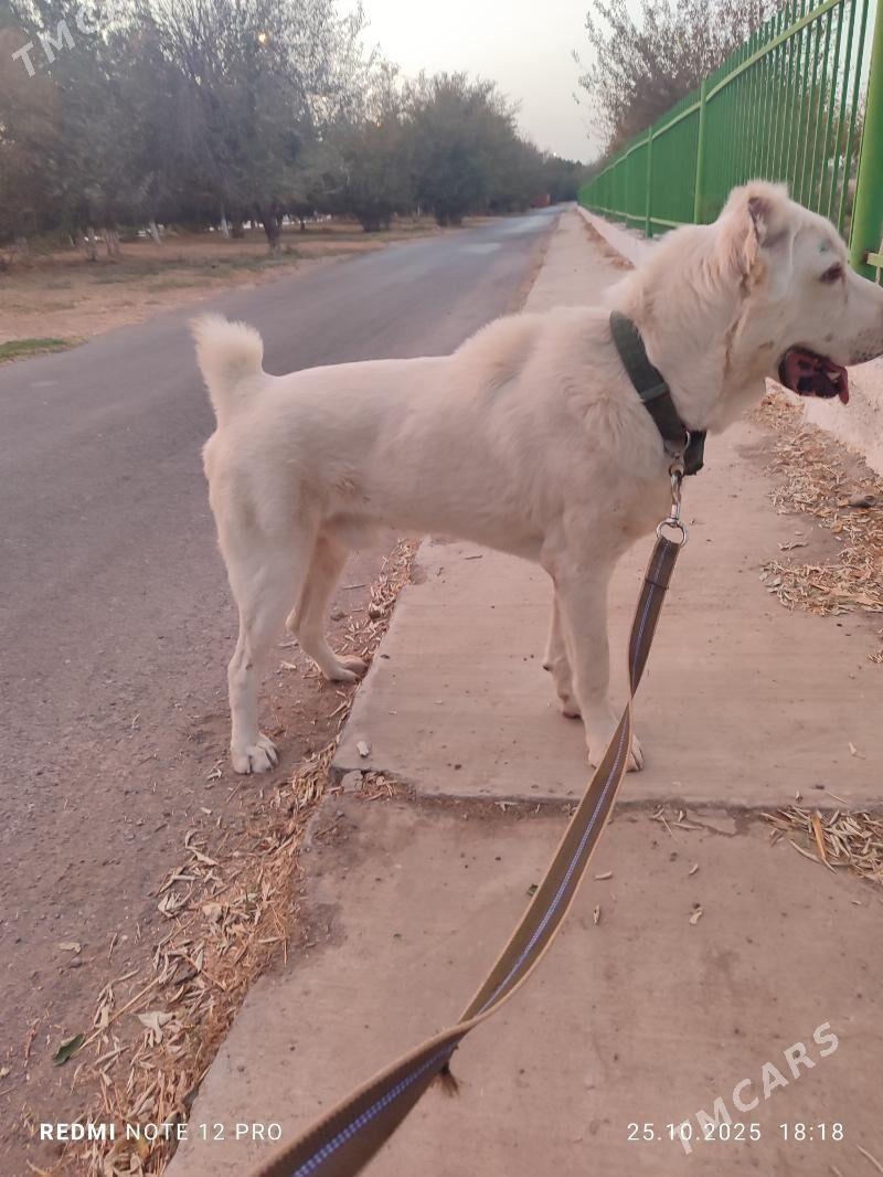 Alabay - Ашхабад - img 3