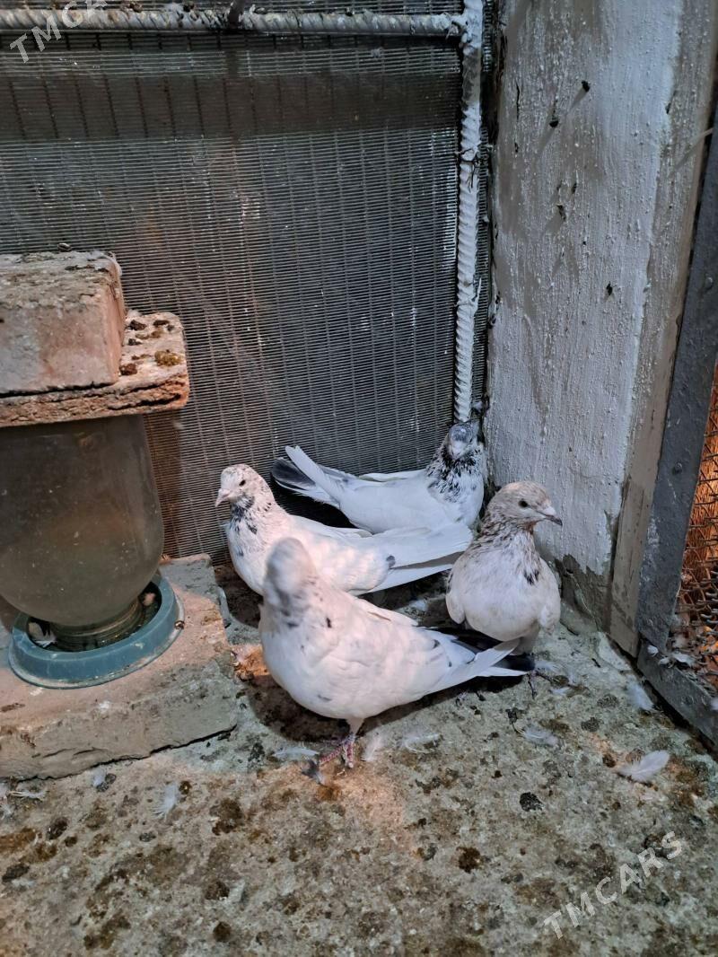 kepderi - Ак-Бугдайский этрап - img 2