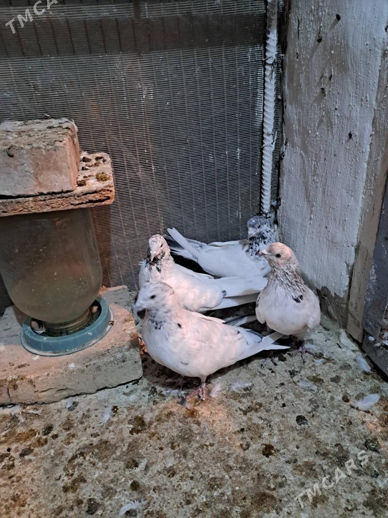 kepderi - Ак-Бугдайский этрап - img 3