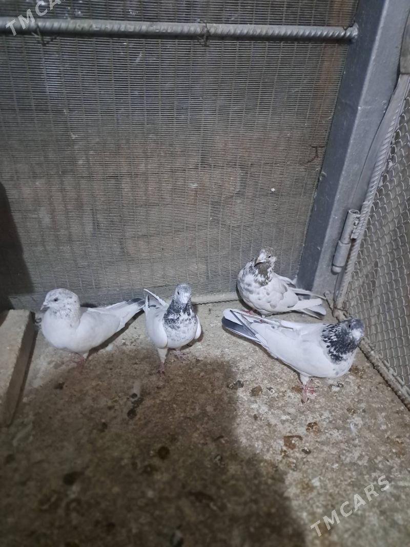 kepderi - Ак-Бугдайский этрап - img 1