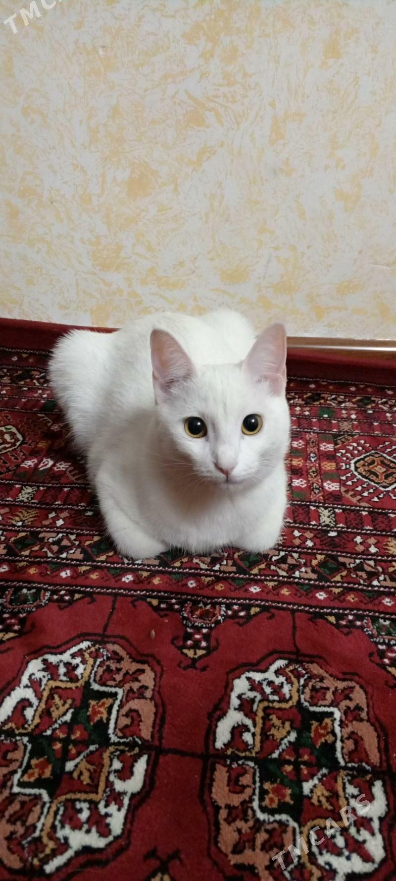 Mugt pisik - Hitrowka - img 1