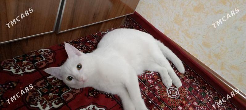 Mugt pisik - Hitrowka - img 2