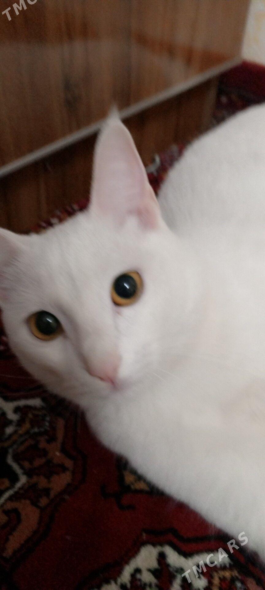 Mugt pisik - Hitrowka - img 5