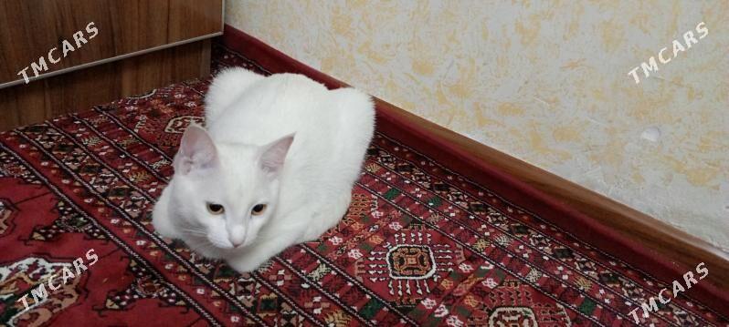 Mugt pisik - Hitrowka - img 3