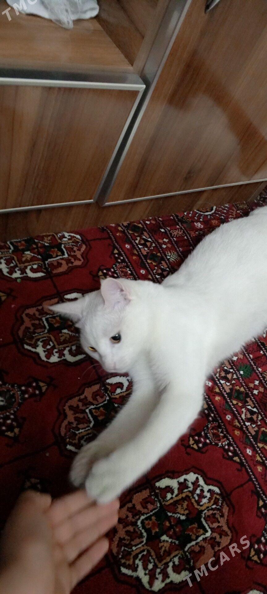 Mugt pisik - Hitrowka - img 4