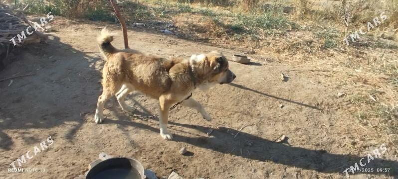 peleň - Мары - img 4