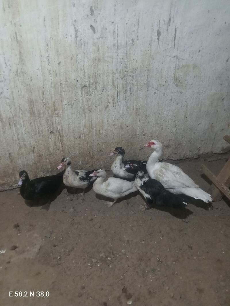 Indaýutga - Aşgabat - img 2