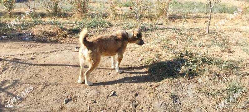 peleň - Мары - img 3