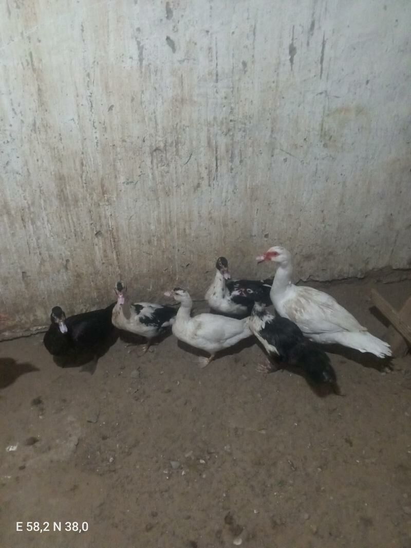 Indaýutga - Aşgabat - img 3