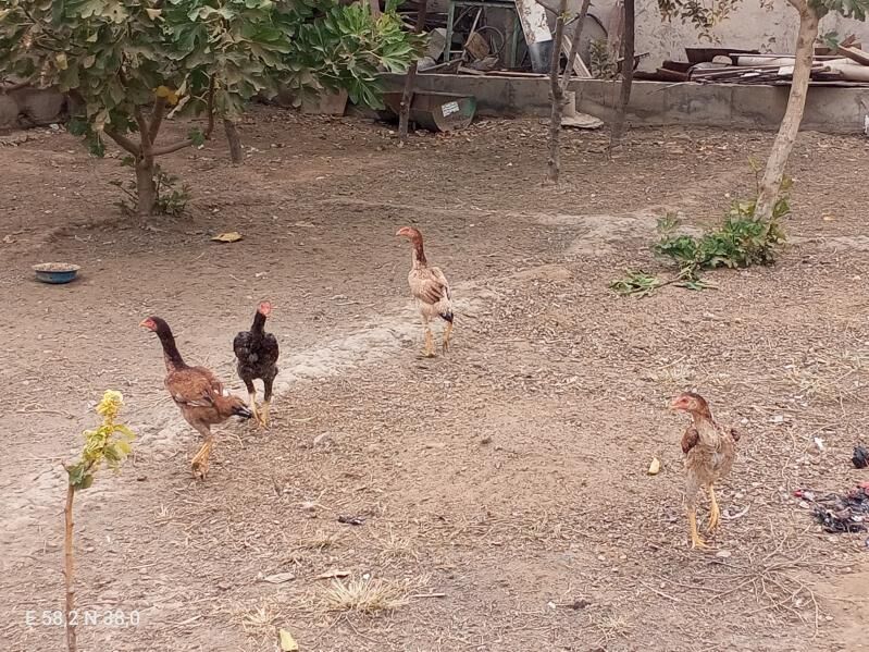 Towuk - Ашхабад - img 3