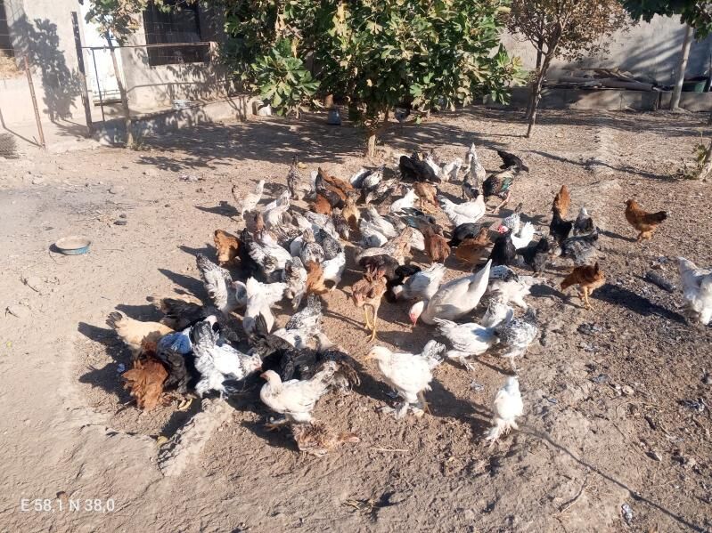 Towuk - Ашхабад - img 8