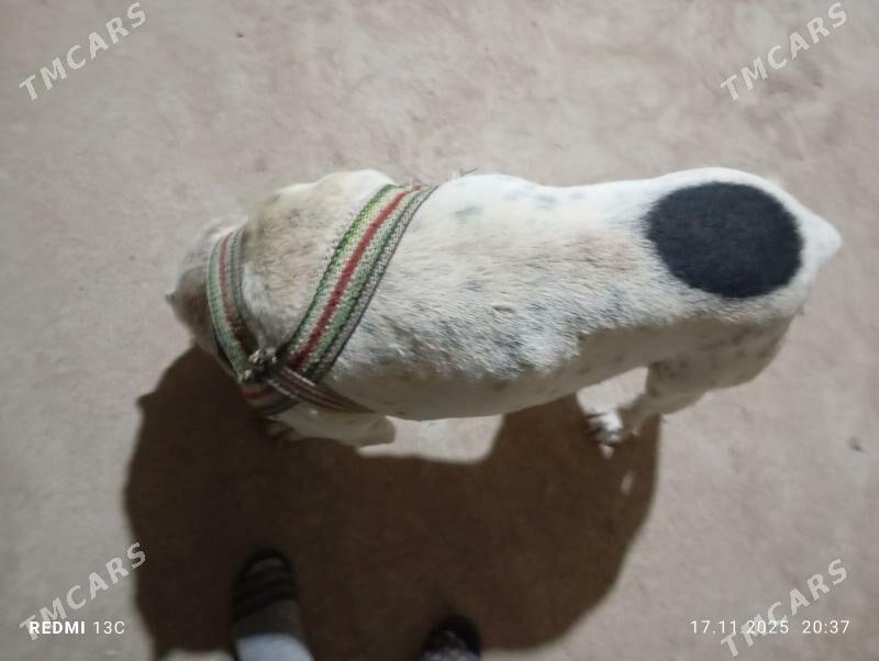 itPITBUL - Daşoguz - img 2