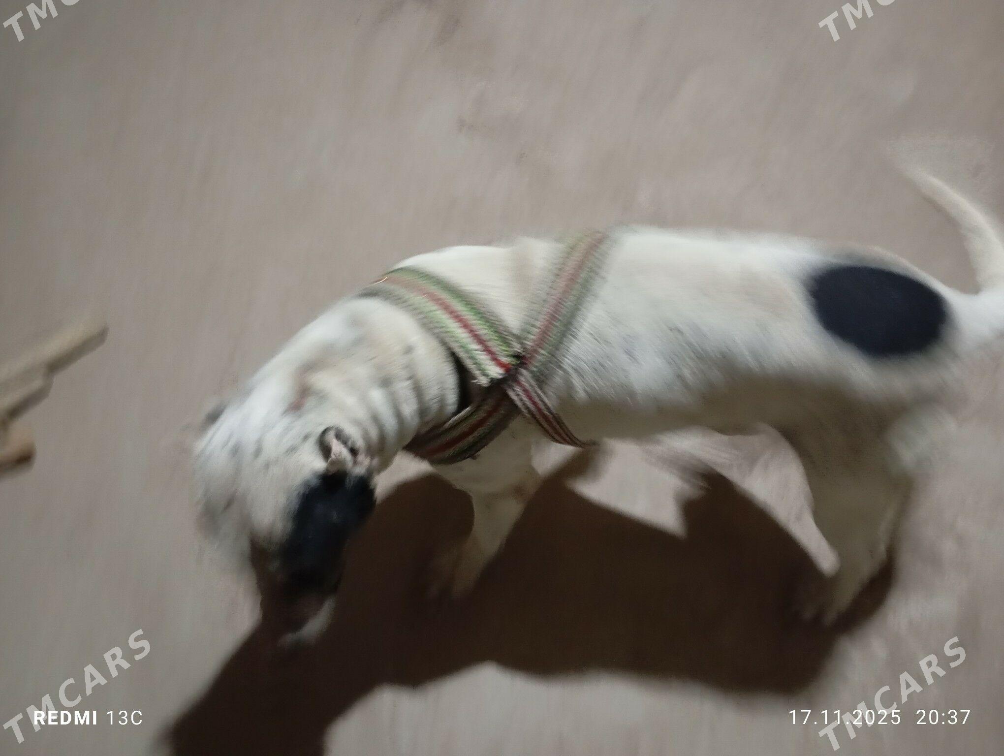 itPITBUL - Daşoguz - img 3