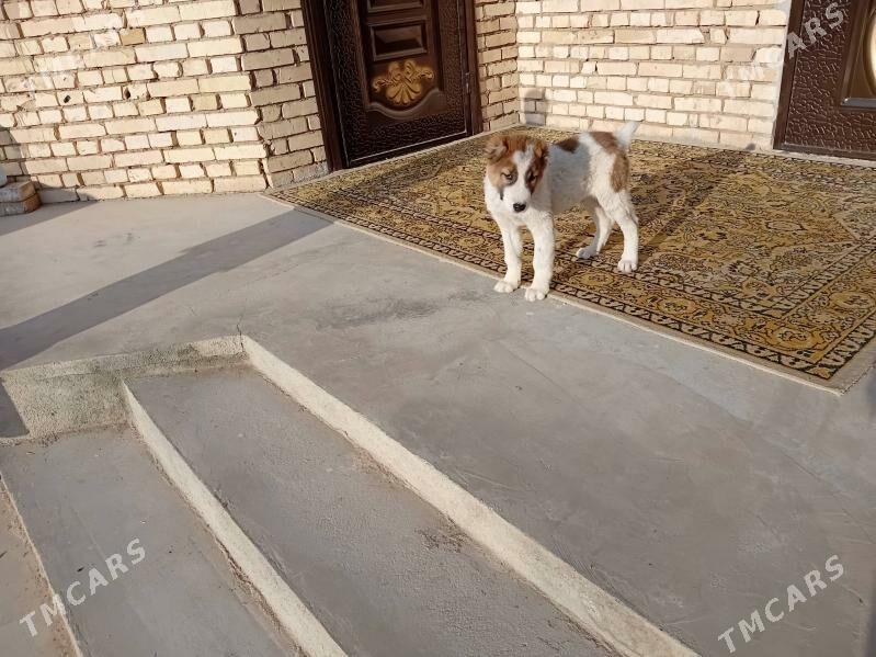 güjük - Байрамали - img 1