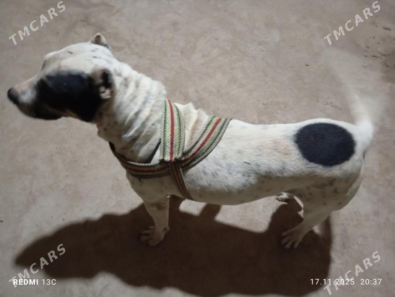 itPITBUL - Daşoguz - img 4