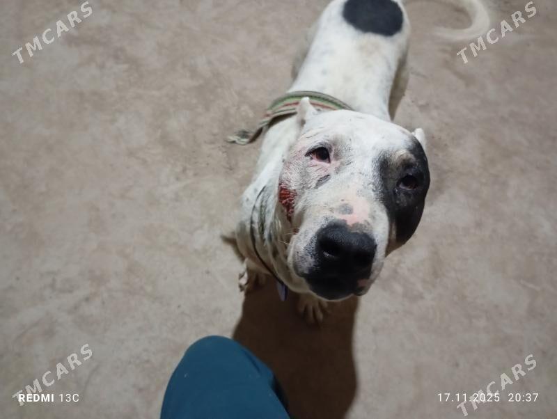 itPITBUL - Daşoguz - img 5