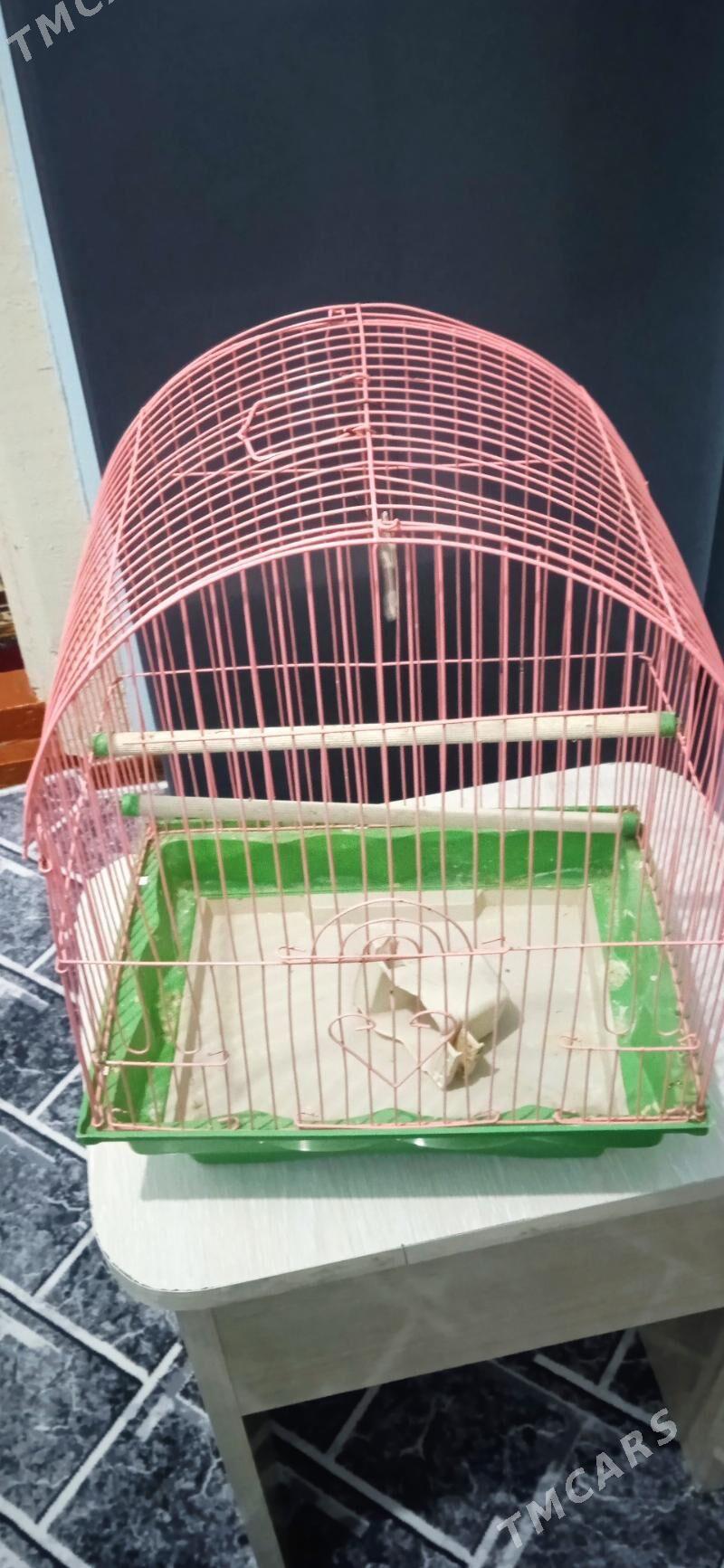 guş setga - Mary - img 2